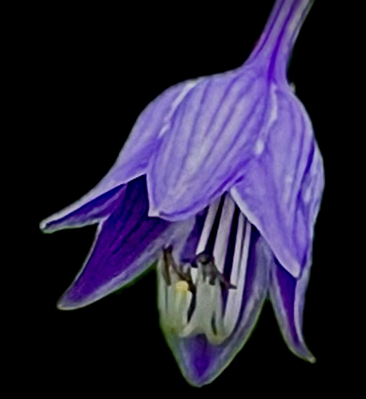 Plantain Lilly at Florence Griswold Museum, Old Lyme, CT.  7/7/24